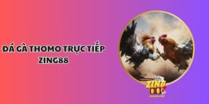 Đá Gà Thomo Trực Tiếp Zing88