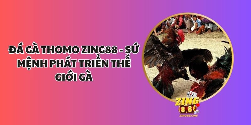 Đá Gà Thomo Zing88