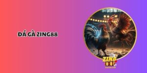 Sân Chơi Đá gà Zing88