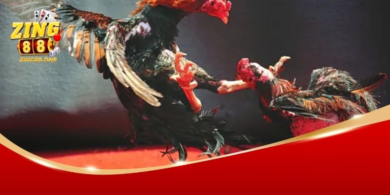 san choi da ga zing88 2 Giới thiệu chung về sân chơi đá gà Zing88