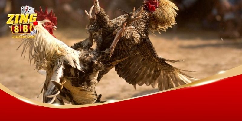san choi da ga zing88 3 Đa dạng các kèo cược